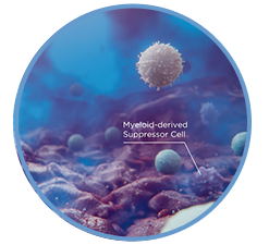 Investigational TIL cell therapy preparation icon